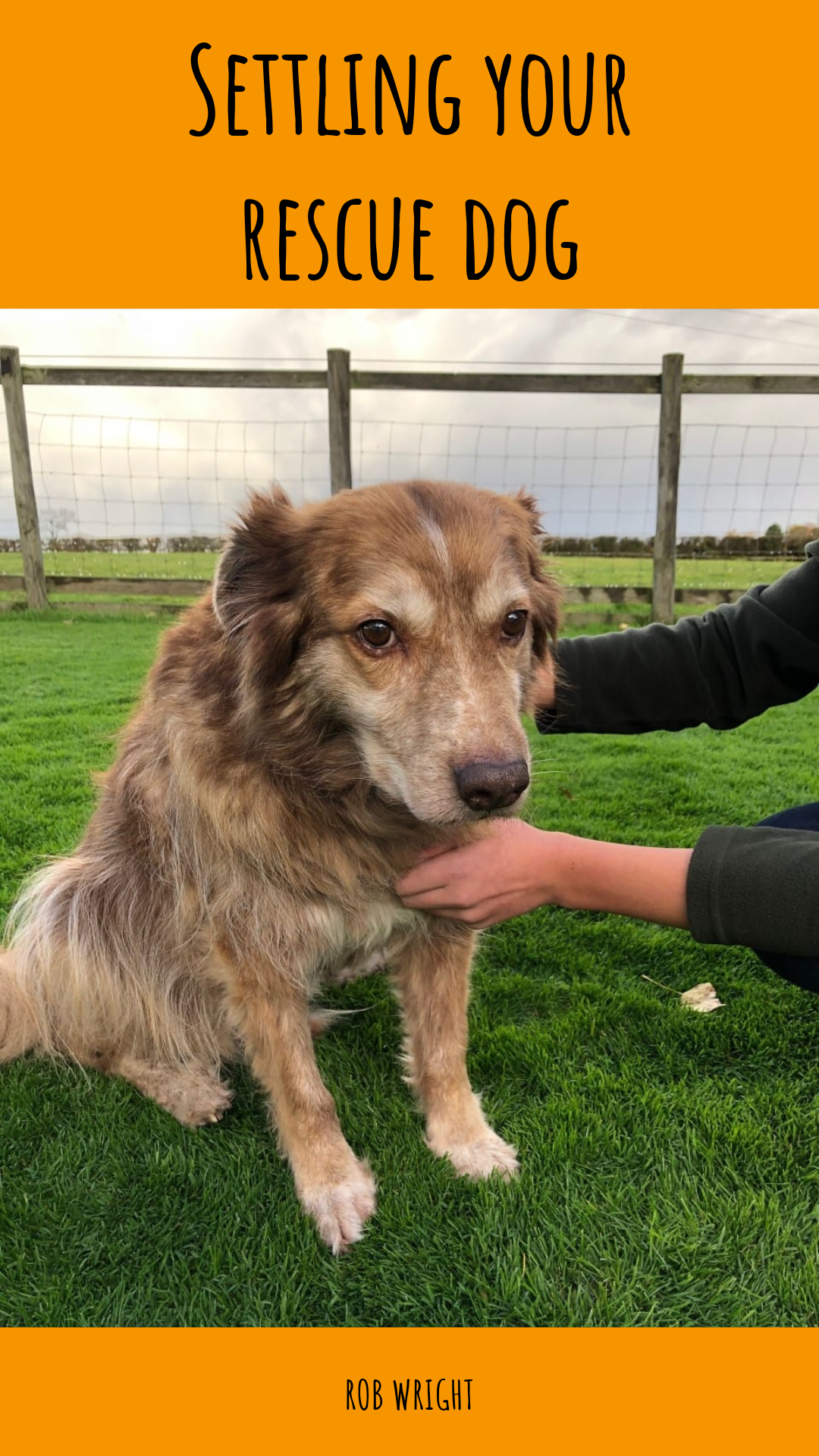 Settling Your Rescue Dog